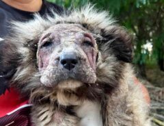 皮膚病で毛が抜けた子犬の写真
