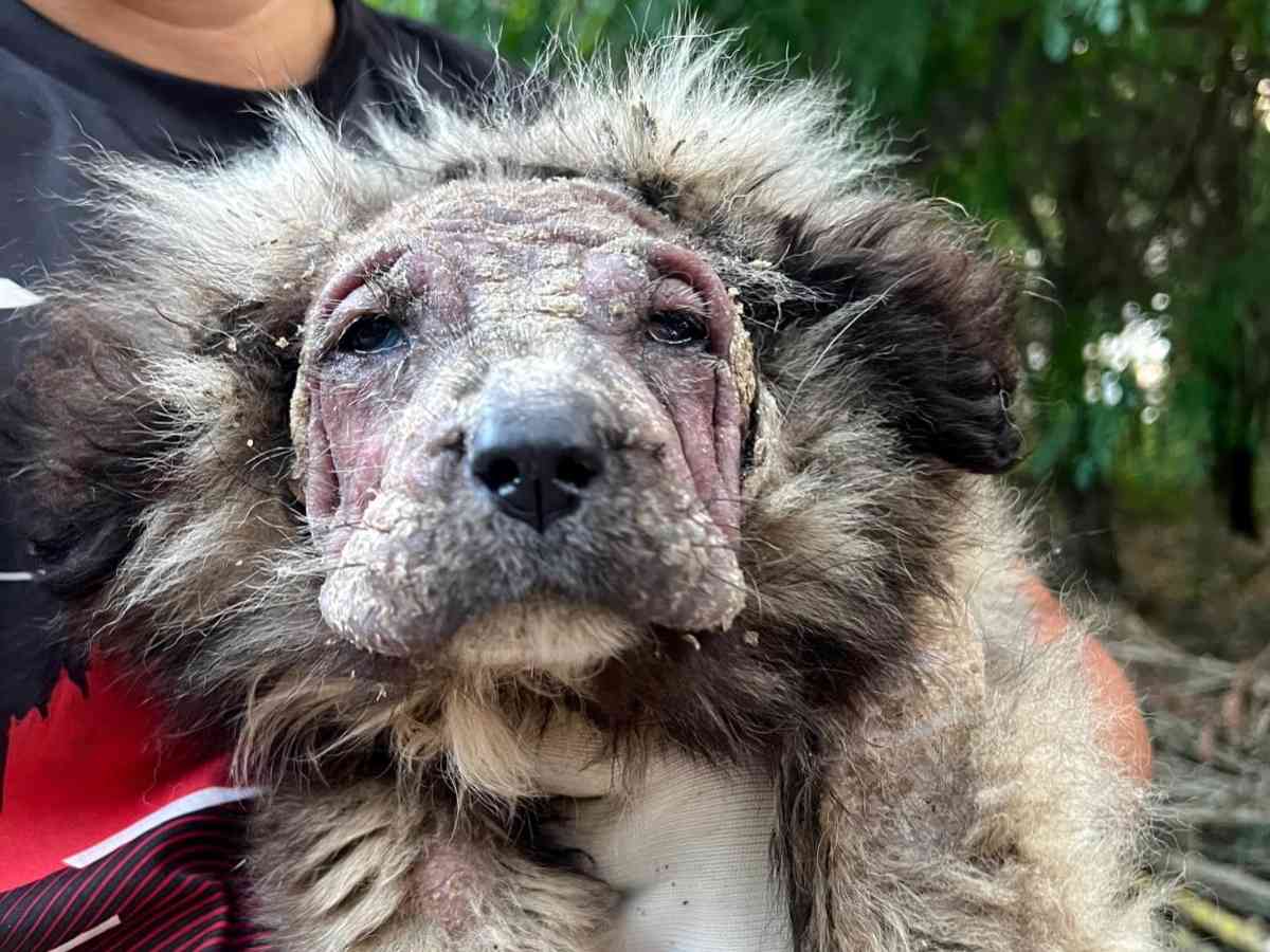 皮膚病で毛が抜けた子犬の写真