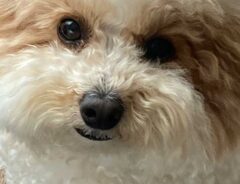 犬の写真