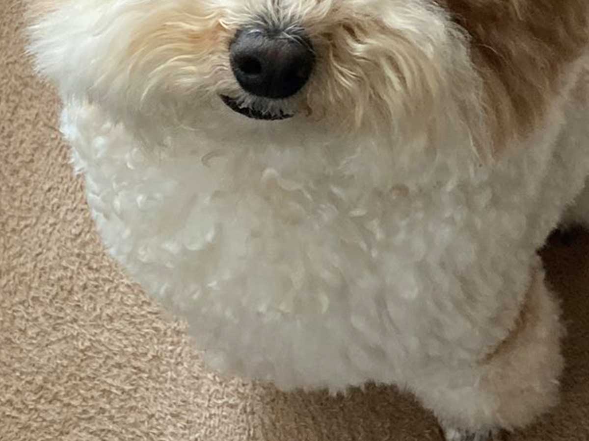 犬の写真