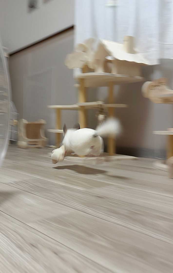 チンチラの写真
