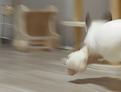 チンチラの写真