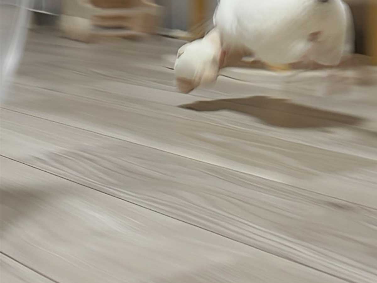 チンチラの写真