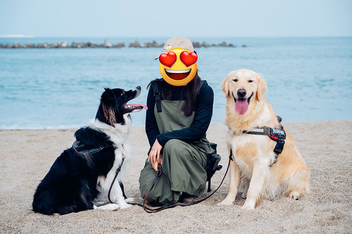 犬の写真