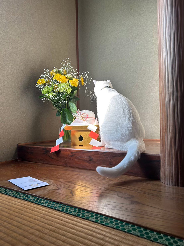 猫の写真