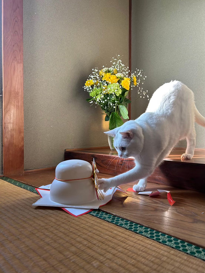 猫の写真