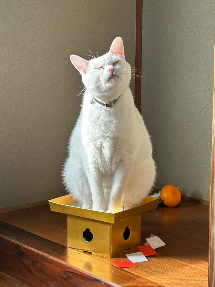 猫の写真