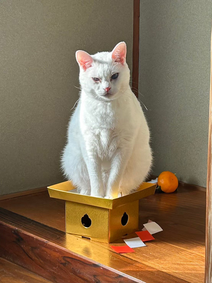 猫の写真