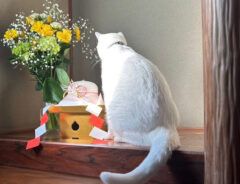 猫の写真