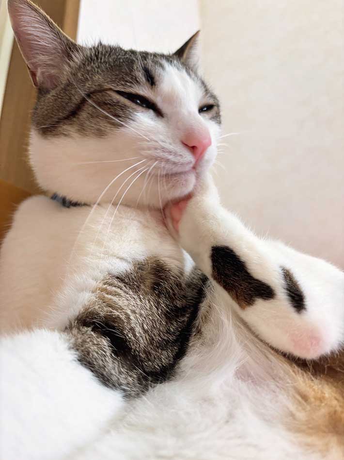 猫の写真