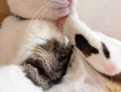 猫の写真