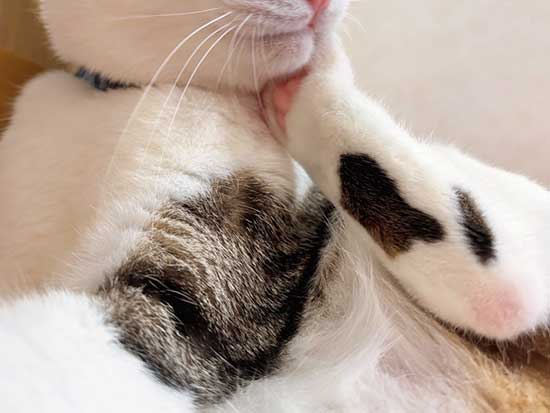 猫の写真