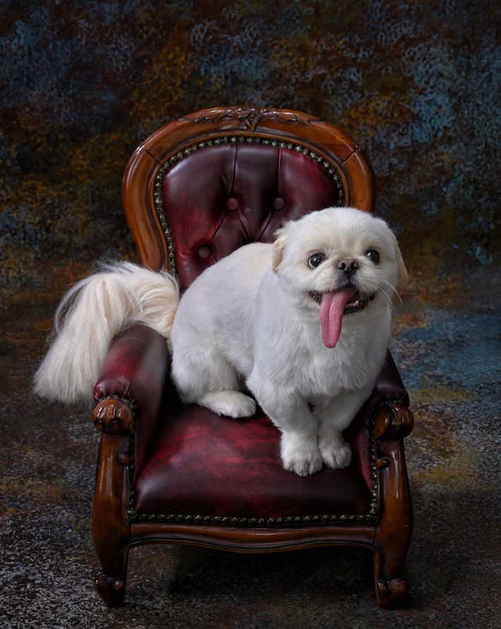 犬の画像