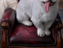 犬の画像