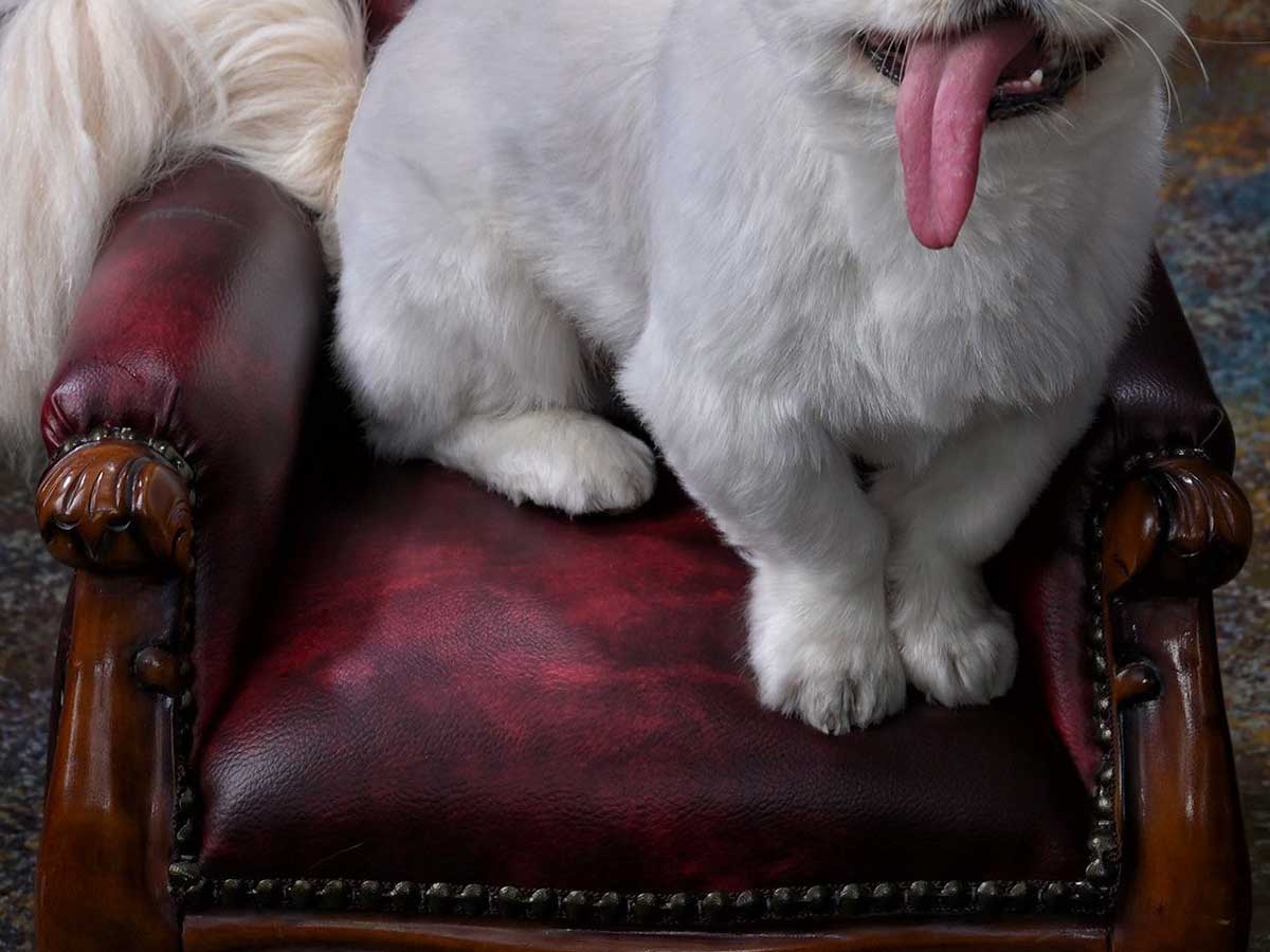 犬の画像
