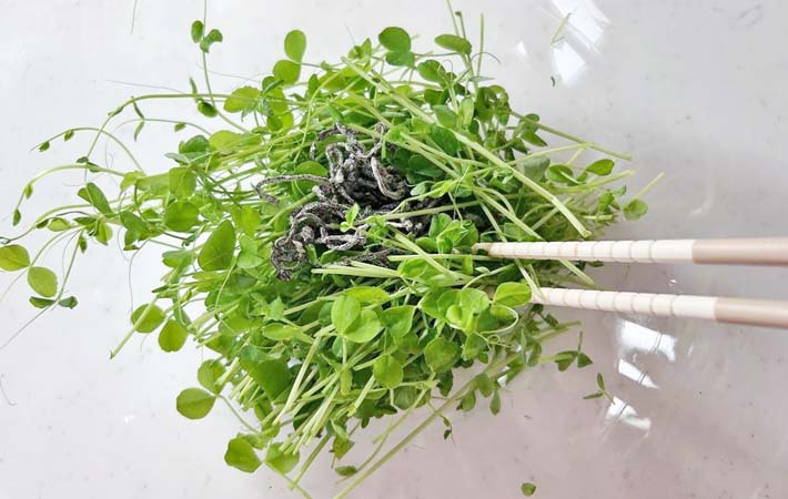 『豆苗の塩昆布和え』を作る写真