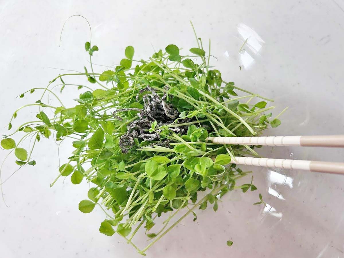 『豆苗の塩昆布和え』を作る写真
