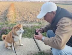 柴犬の写真