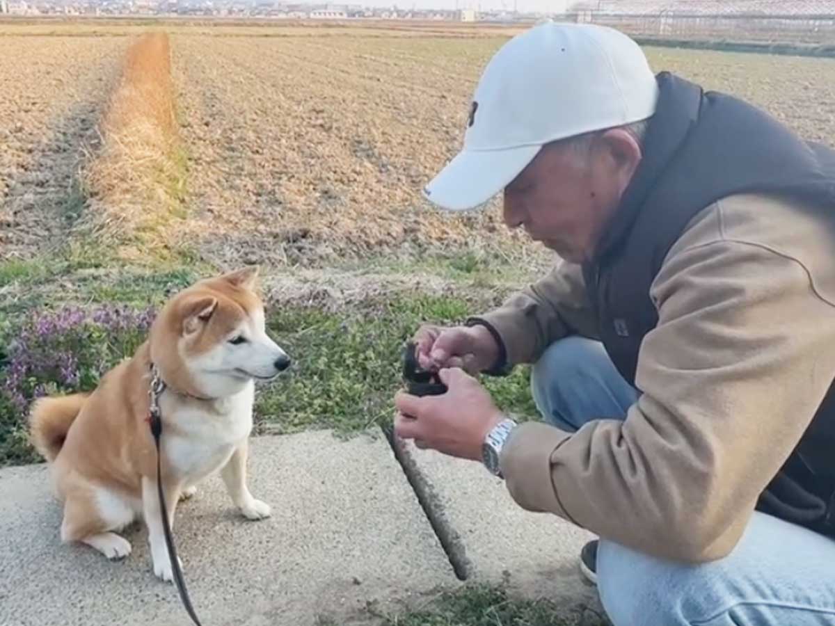 柴犬の写真
