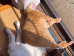 猫枕の画像
