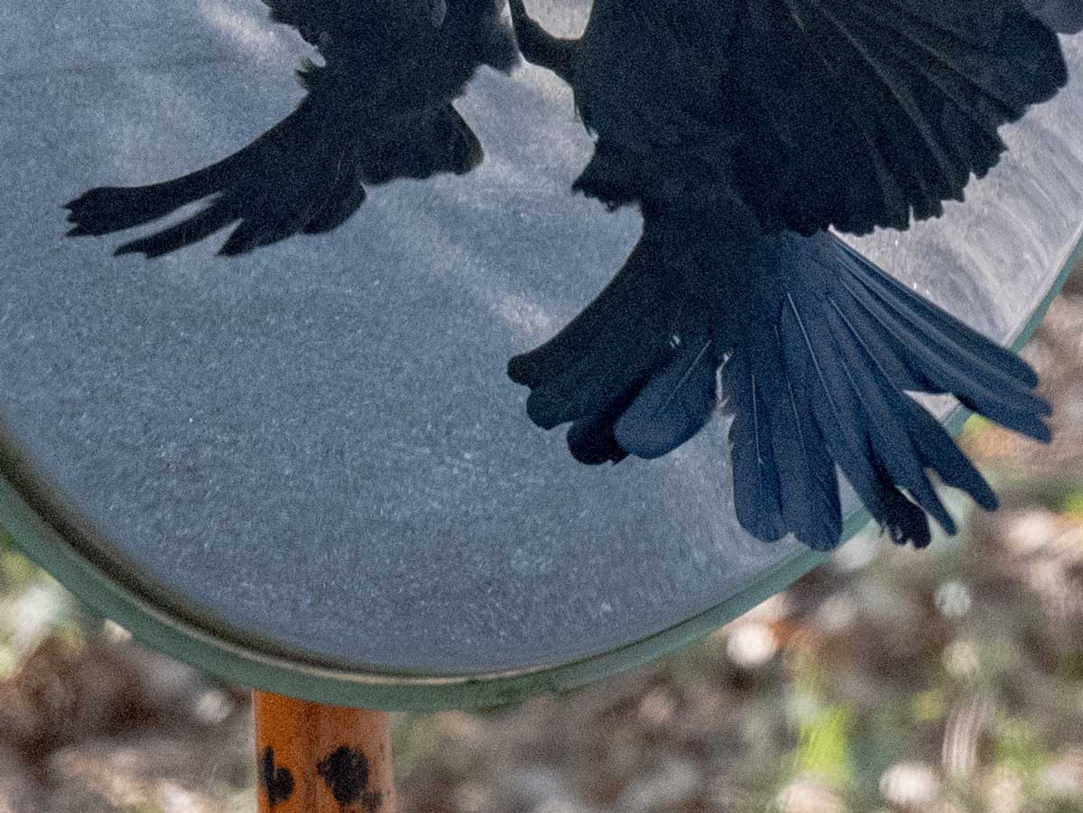 カラスの写真