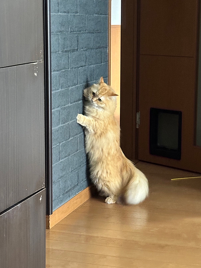 猫