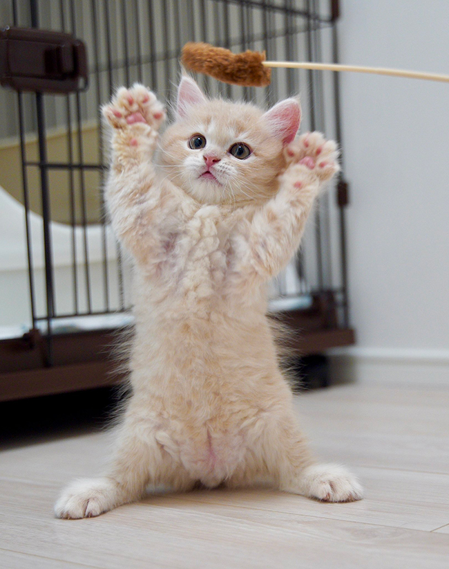猫
