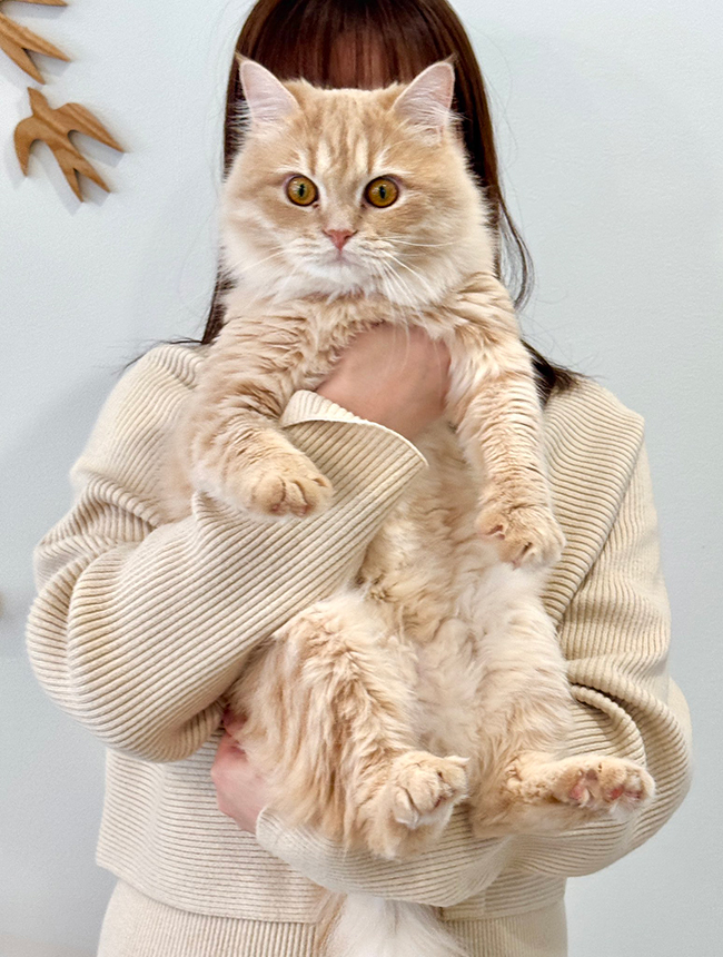 猫