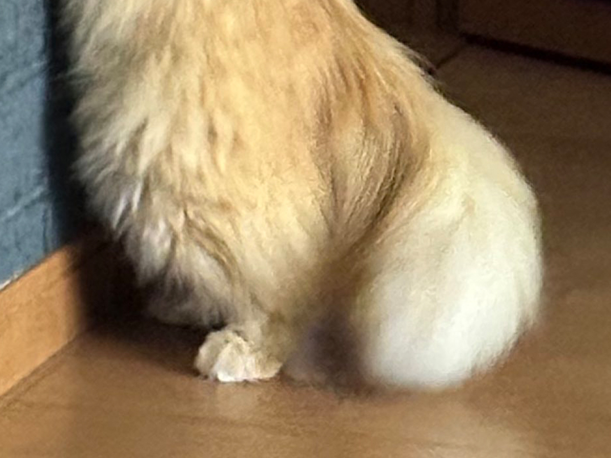 猫