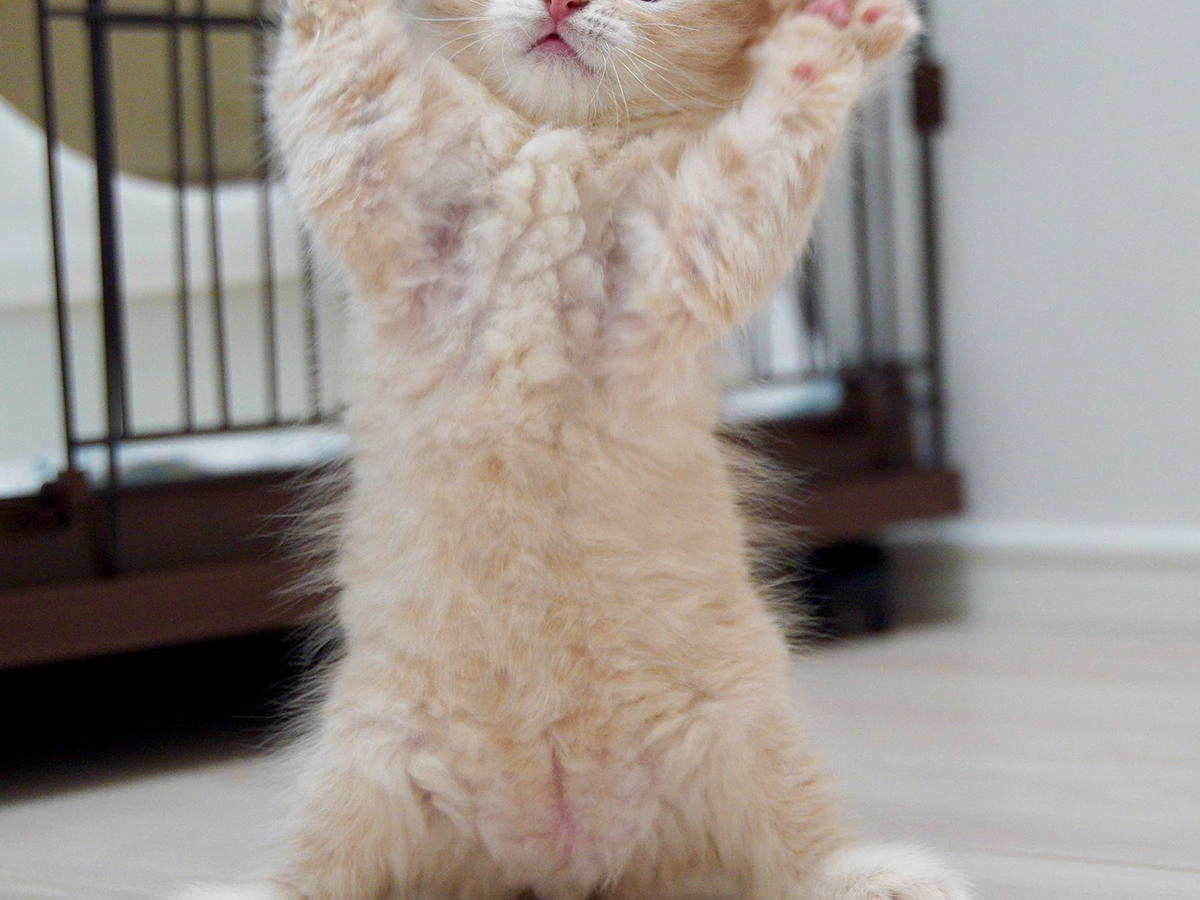 猫