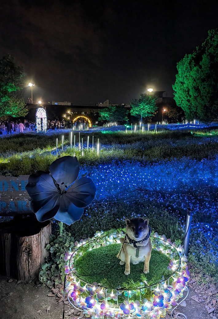 夜景と柴犬