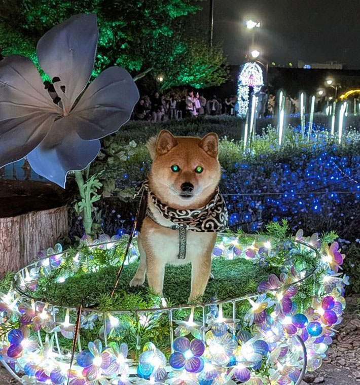 夜景と柴犬