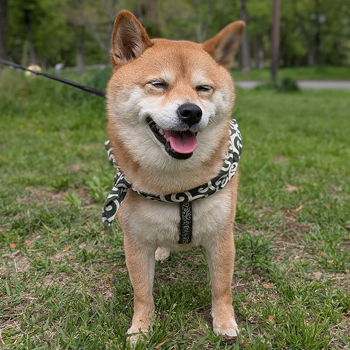 柴犬