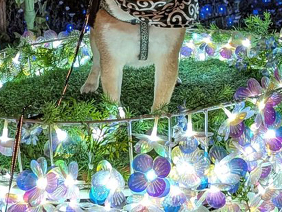 夜景と柴犬