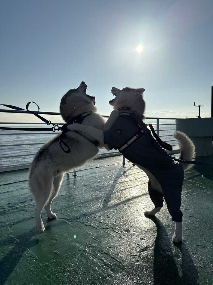犬の画像