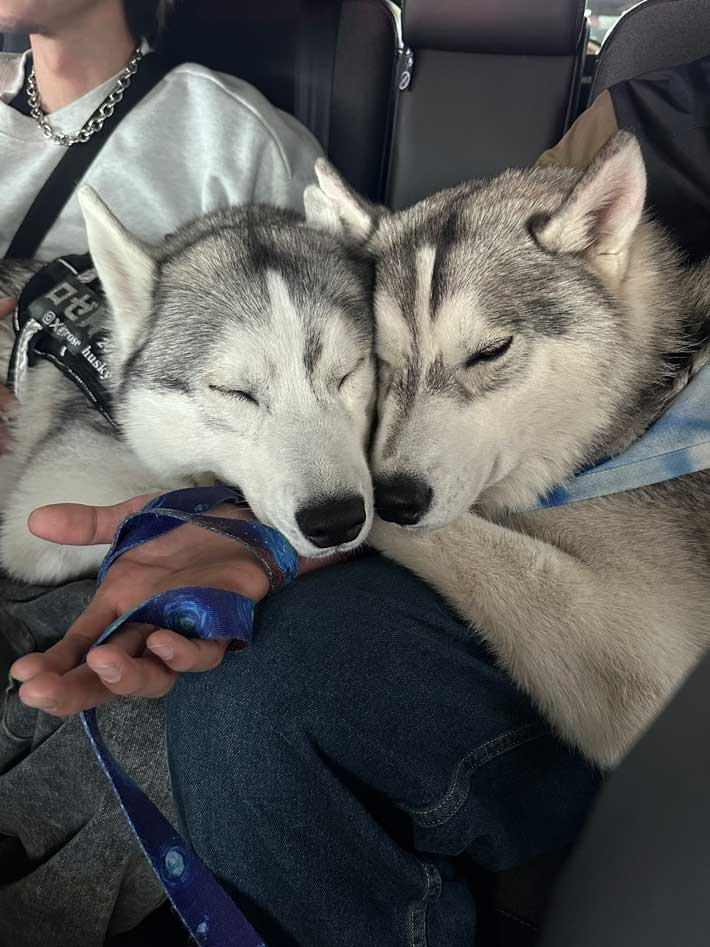 犬の画像