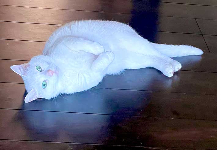 猫の写真