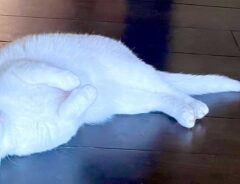 猫の写真