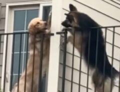 見つめ合う２匹の犬の写真