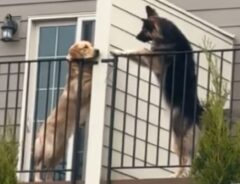 ２匹の犬の写真