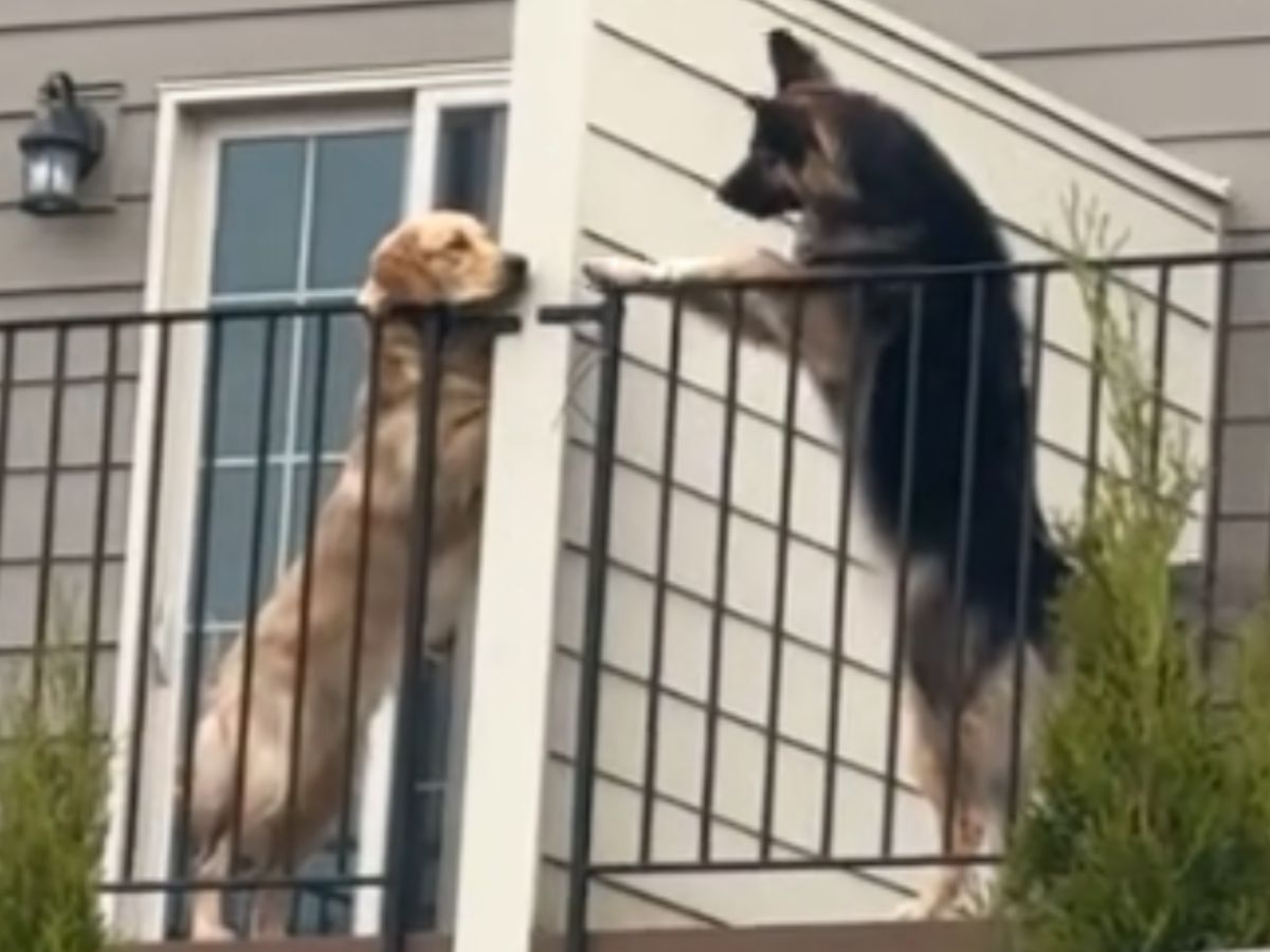 2匹の犬の写真