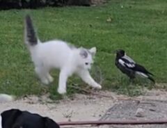 猫とカササギが遊んでいる写真