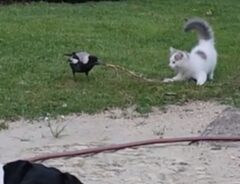 猫とカササギが遊んでいる写真