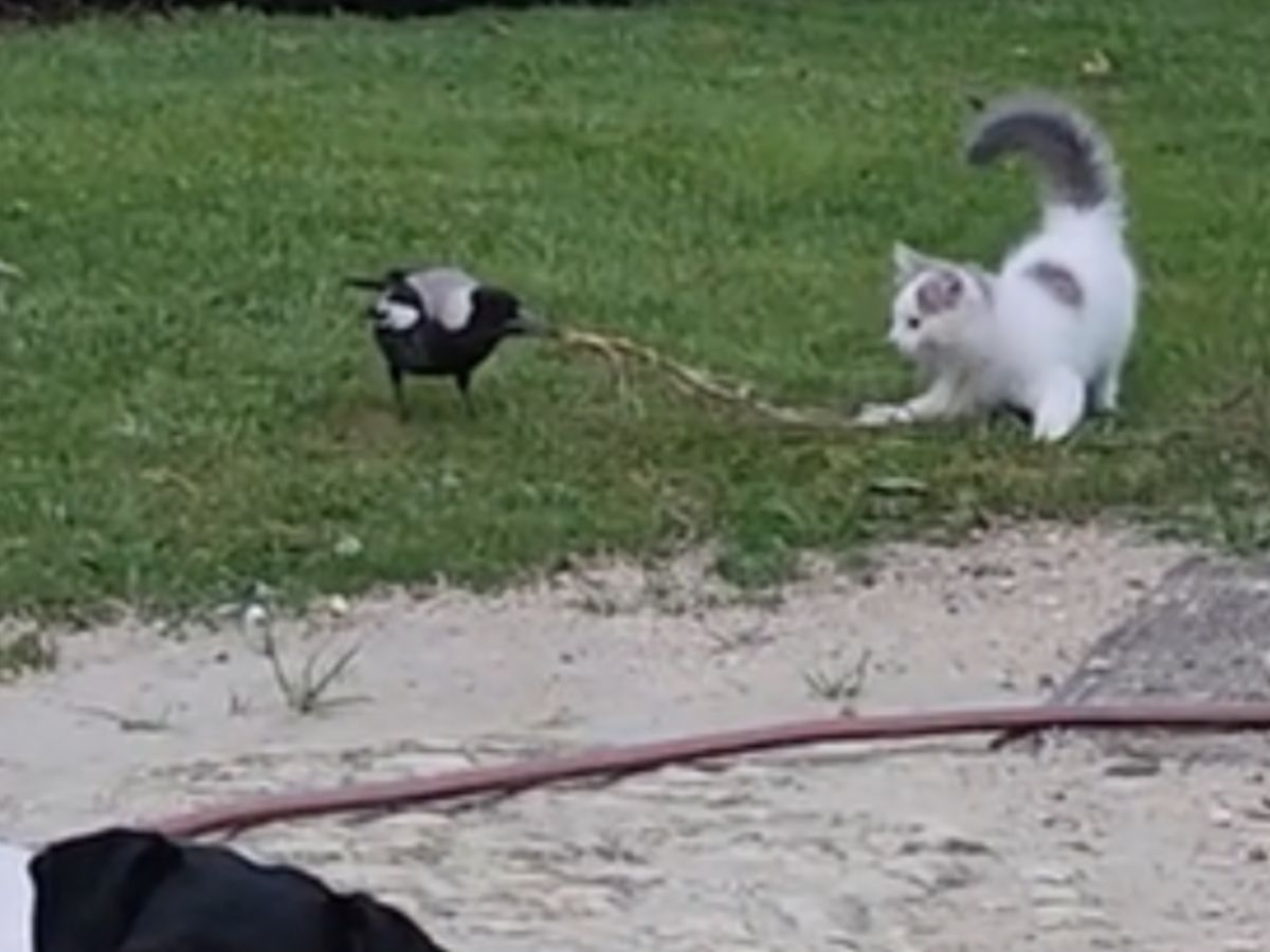猫とカササギが遊んでいる写真