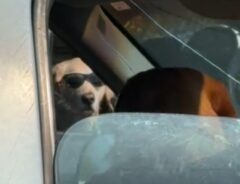 サングラスをかけたゴールデンレトリバーの写真