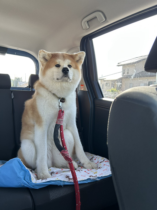 車に乗る秋田犬の写真