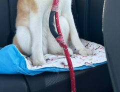 車に乗る秋田犬の写真