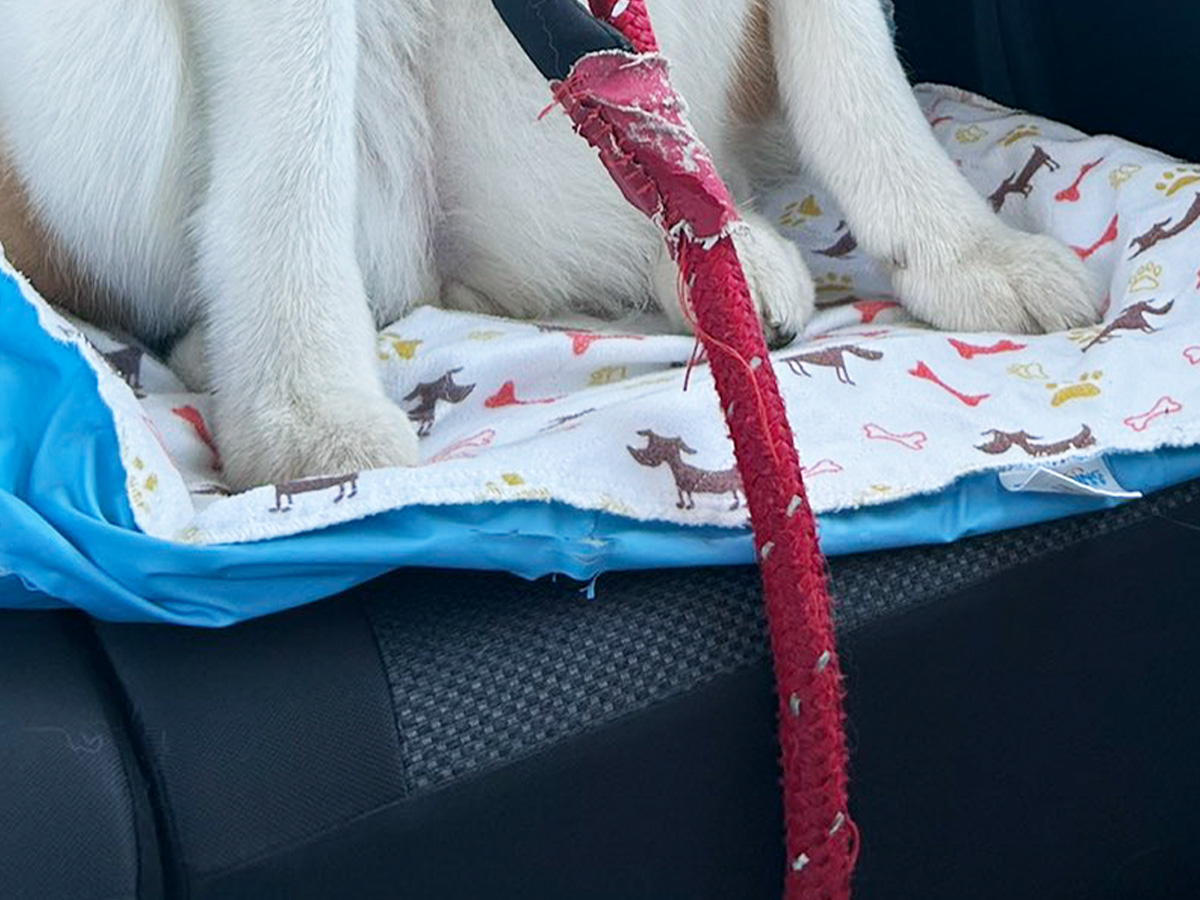 車に乗る秋田犬の写真