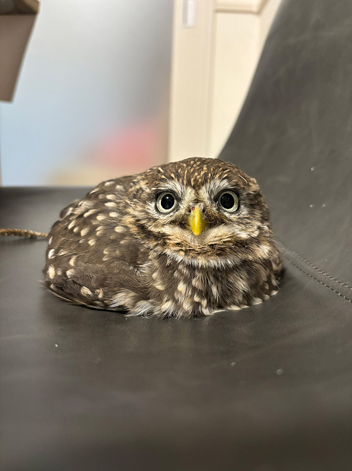 コキンメフクロウのハミィちゃん
