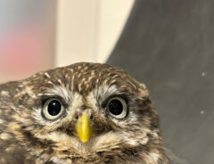 コキンメフクロウのハミィちゃん